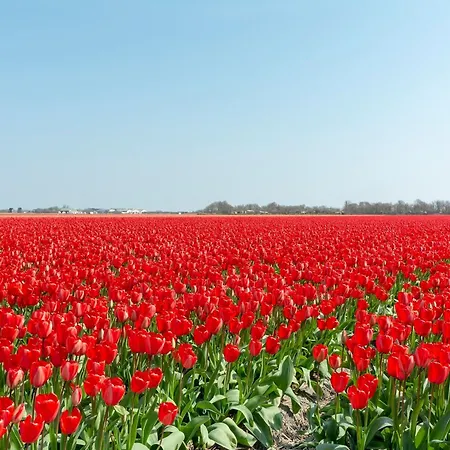 Near Dutch & Family-friendly Park *